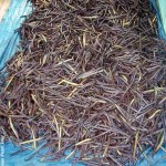 vanilla drying - Taha'a