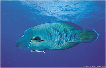 poisson-a-cornes-tahiti-images