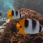 Snorkeling - Rangiroa