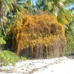 Rangiroa