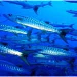 Scuba diving - Rangiroa