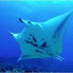 Manta ray - Rangiroa