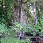 Banyan tree in Taaoa - Hiva Oa