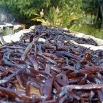 vanilla drying - Taha'a