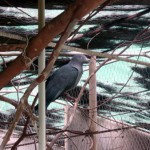 Upe - Endemic bird of the Marquesas