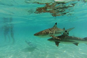 Rencontre avec les raies et requins