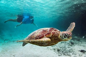 Le sanctuaire des tortues