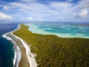 Cocoteraie sur un atoll des Tuamotu