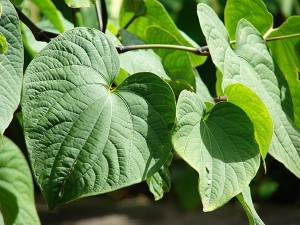 Feuille de Kava