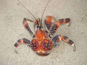 Crabe de cocotier en fuite