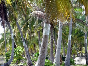 Protection des cocotiers