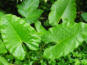 Feuilles de Taro