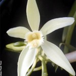 Vanilla flower - Taha'a