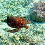 Turtle - Bora Bora