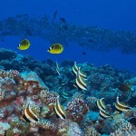 Plongée sous marine à Fakarava