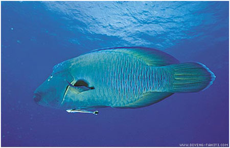 especes de POISSON de polynésie