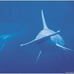 Requin Marteau