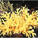 Corail Distichopora