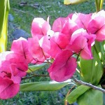 Bougainvilliers