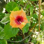 Hibiscus