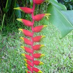 Oiseau de Paradis (Heliconia)