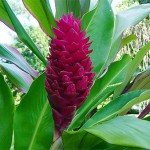 Alpinia