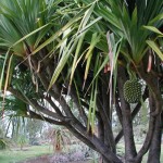 Pandanus