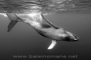 La danse des baleines