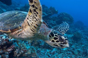 La Tortue